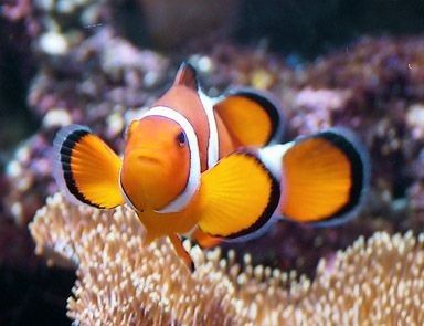 Coral Reef Photography, Fish Under The Sea, Salt Water Fish, Cool Fish, Marine Fish, Fish Drawings, Exotic Fish, Aquarium Fish Tank, Clown Fish