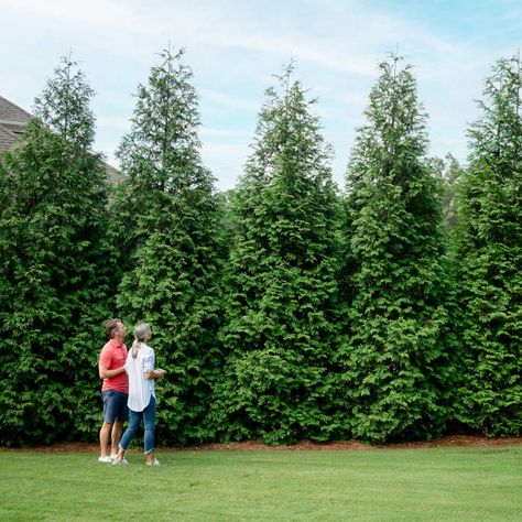 Plants and Trees Sale | FastGrowingTrees.com Fast Growing Hedge Plants, Laurel Shrub, Green Giant Arborvitae, Thuja Green Giant, Giant Arborvitae, Fast Growing Hedge, Emerald Green Arborvitae, Leyland Cypress, Fast Growing Evergreens