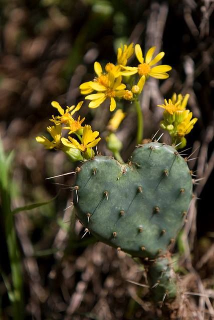 "corazon herido" Heart Shaped Cactus, Natural Hearts, Cactus House Plants, Cactus Pictures, Heart Photo Collage, Heart In Nature, Nature Iphone Wallpaper, Desert Scene, Succulent Garden Diy