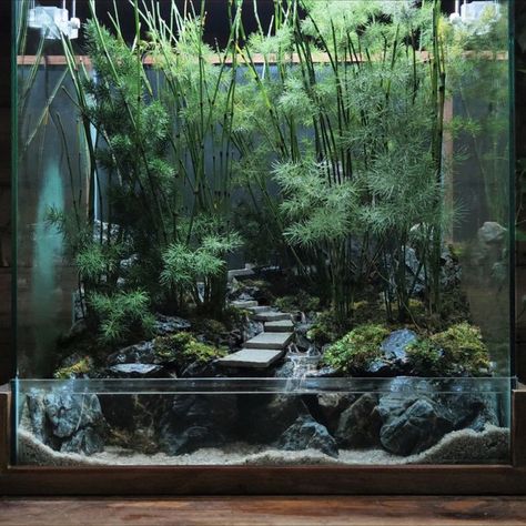 watch the full video on how the process been done in my youtube channel. #paludarium #terrarium #aquaterrarium #minibambooforest #bamboo #bambooforest #horsetailplant #horsetailplants #moss #plantedaquarium #mugenwoong #diorama #createbambooforest #DIY #art&craft Cube Paludarium, Diy Paludarium Construction, Huge Terrarium, Bamboo Terrarium, Diorama Aquarium, Bamboo Aquarium, Paludarium Waterfall, Big Terrarium, Rainforest Terrarium