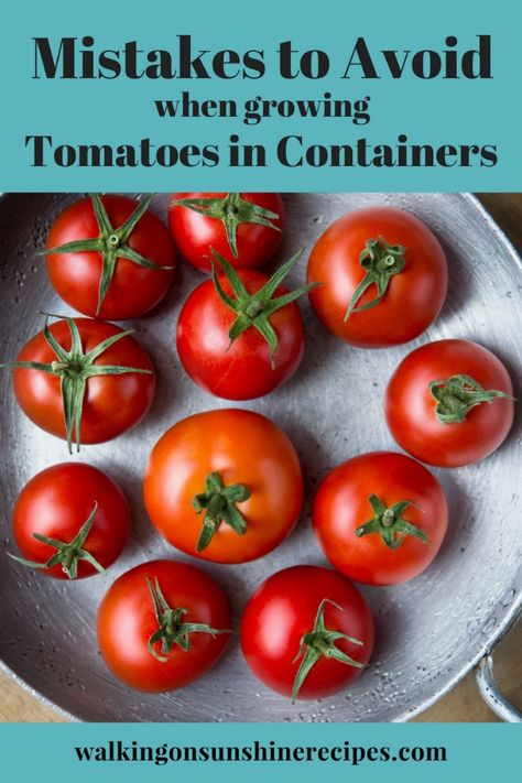 Mistakes to Avoid when Growing Tomatoes in Containers from Walking on Sunshine Recipes #gardening #gardeningtips #gardenideas Potted Tomato Plants, Growing Roma Tomatoes, Tomato Container Gardening, Growing Cherry Tomatoes, Tomatoes In Containers, Growing Tomato Plants, Growing Tomatoes In Containers, Ard Buffet, Walking On Sunshine