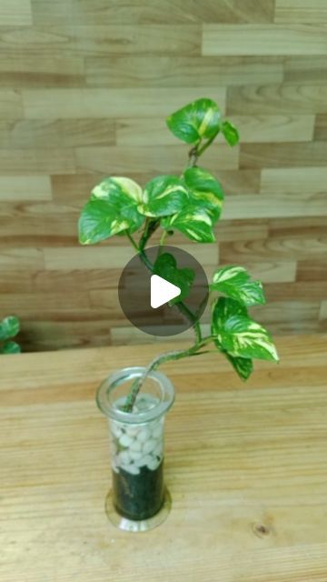 Hanging Water Plants Indoor, How To Care For Pothos Plant, How To Grow Money Plant, House Plant Arrangements Ideas, Propagating Pothos In Water, Home Arrangement Ideas, Pothos Plant Decor Ideas, Diy Plant Crafts, Money Plant Decor Ideas