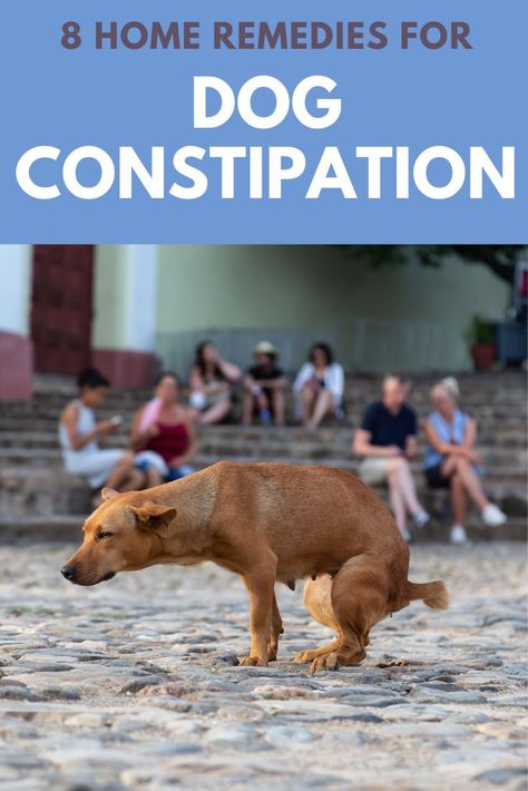 Dog Digestive Remedies, Constipated Dog Home Remedies, Constipation Relief For Dogs, Dog Constipation Remedies, Constipation In Dogs, Constipated Dog, Dog Farts, Dogs Ears, Dog Hot Spots