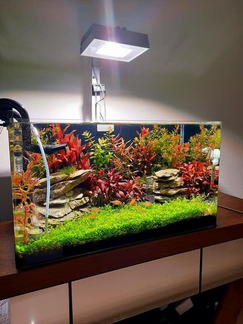 Hamster Enclosure, Aquascaping Ideas, Aqua Scape, Aquarium Architecture, Tank Plants, Fish Tank Terrarium, Fish Tank Design, Aquascape Design, Aquarium Terrarium