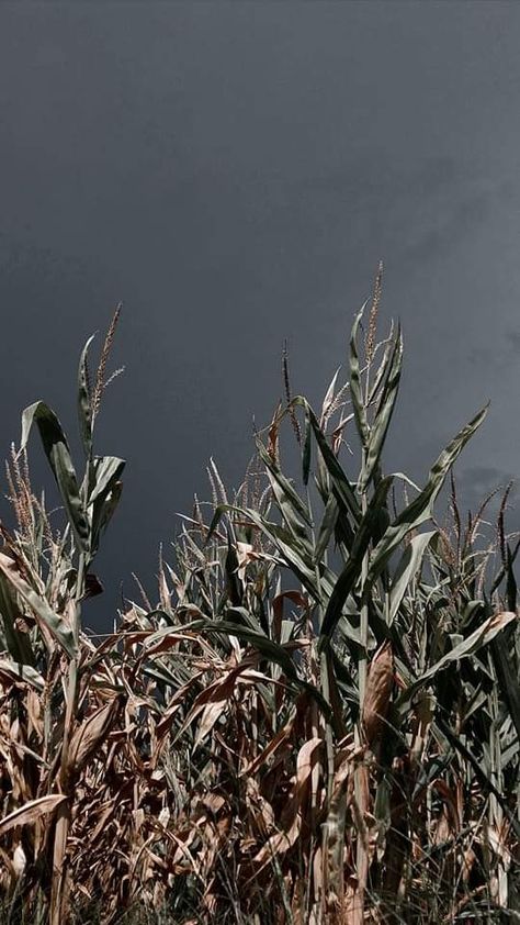 Cornfield under the dark sky Cornfield Aesthetic, Horror Aethstetic, Dark Field, The Scarecrow, Dark Sky, Blood Moon, Dark Skies, Town Country, Human Form