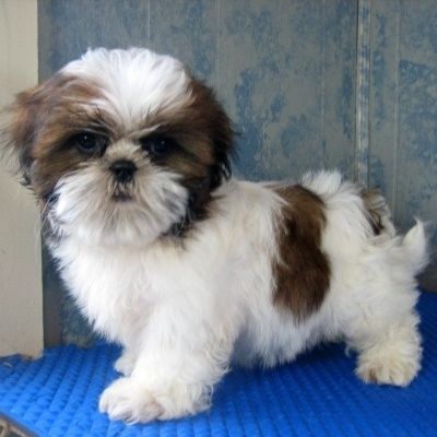 Baby Shih Tzu, Shih Tzu Breeders, Perro Shih Tzu, Chien Shih Tzu, Puppy Dog Pictures, Shitzu Puppies, Companion Dog, Shih Tzu Puppy, Shih Tzu Dog