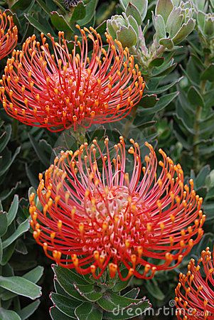 Pincushion Protea.   ("Red Exotic Flower.")       (Pinned both to Nature - P&F-Flowers-*Odd Non-Orchid Flowers... & Nature - P&F-Flowers-Proteas....) Odd Flowers, Proteus Flower, Pincushion Protea, Pin Cushion Flower, Protea Flower, Australian Native Garden, Australian Flowers, Australian Native Flowers, Australian Native Plants