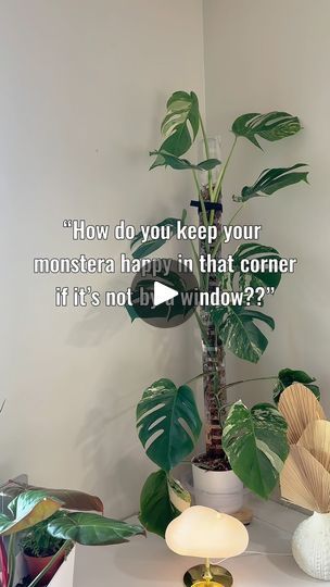 45K views · 2.6K reactions | Special discount for my followers!  Comment ‘light’ & make sure you’re following me @houseplusplant — then check your messages for the link & discount code! I’ll also send the link for this moss pole setup!  These little clip lights have transformed the way I grow house plants. I can literally grow them anywhere now!   Dark bathroom, high shelf, bedroom corner with bad light? Add this grow light! | Samantha Hermann | Sugartapes · Romantic Dark Bathroom, Grow House, High Shelf, Shelf Bedroom, Moss Pole, Dark Bathrooms, Bedroom Corner, Clip Lights, My Followers