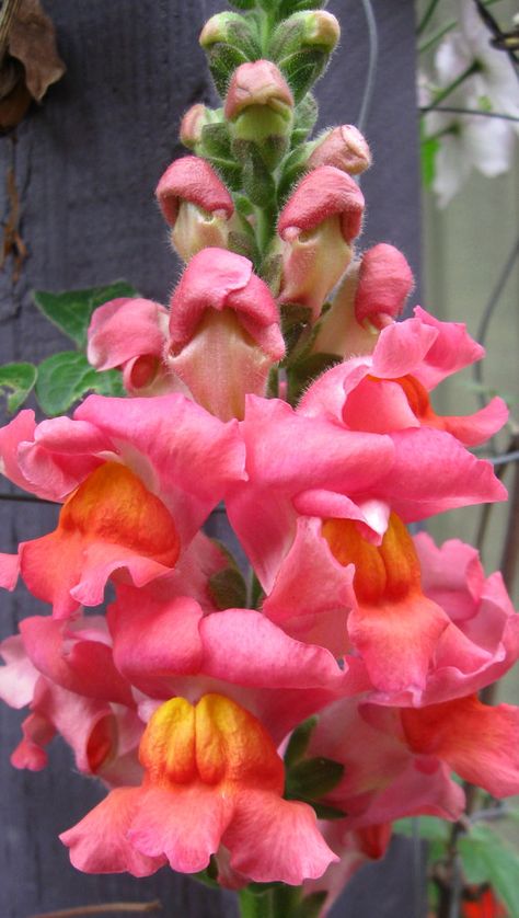 https://flic.kr/p/5uYo1q | Snapdragon spray | Vivid and glorious. Dragonsnap Flowers, Dragon Snap Flower, Flowers Snapdragon, Orange Snapdragons, Snapdragon Seeds, Snapdragon Book, Spray, Home Improvement, Flowers