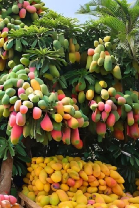 Enjoy learning about the wonderful fruit and its production!Harvesting Mango Farms. #mango #agriculturetechnology #mangoharvesting #japanmango #Australianmango Mango Farm, Houses Exterior, Fruit Platter Designs, Brochure Cover Design, Fruit Photography, Tropical Climate, Eat To Live, Brochure Cover, Fruit Plants