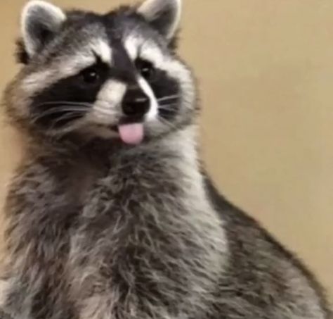 Fascinating Facts, Racoon, Facts About, Need To Know