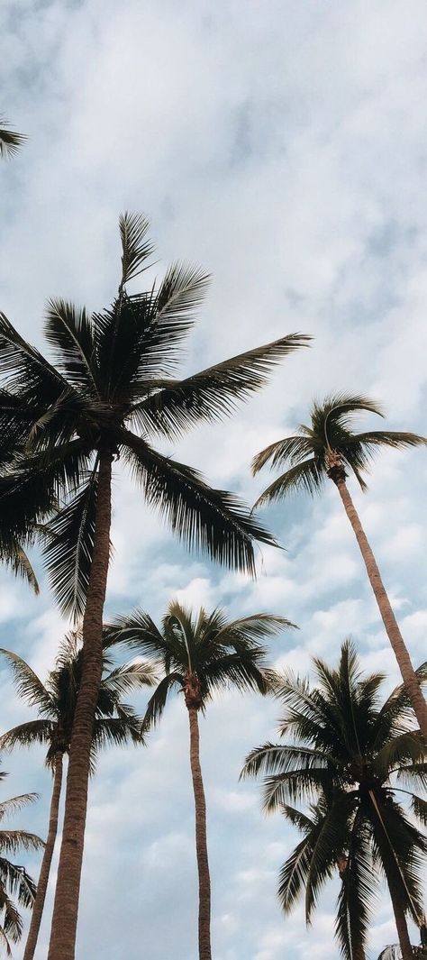 Pin by Desinuschka on Fondos | Palm tree photography, Wallpaper iphone summer, Tumblr wallpaper Inside Out Wallpaper, Palm Tree Photography, Summer Tumblr, Trees Wallpaper, Palm Trees Wallpaper, Wallpaper Iphone Summer, Tree Photography, Tumblr Wallpaper, Photography Wallpaper