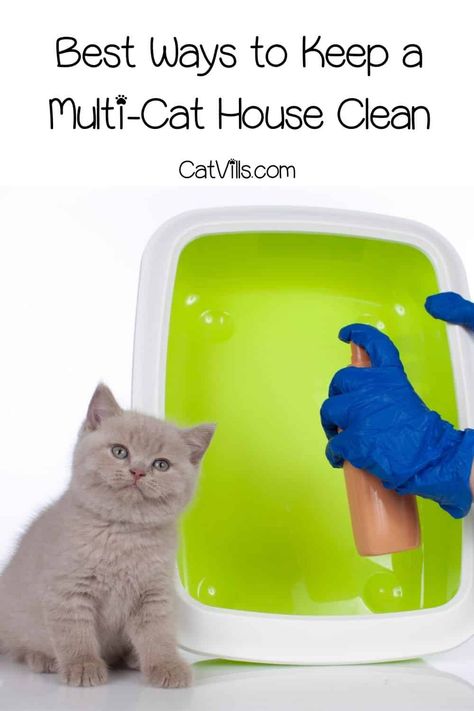 Multi Cat Household, Cat Owner Hacks, Smell Remover, Smelly Cat, Cat Obsession, Cat Cleaning, Cat Things, Cat Pee, Cat Hacks