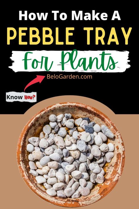 Pebble tray making tips for Plants Plant Trays Ideas, Diy Pebble Tray For Plants, Pebble Trays For Plants, Parent Tips, Plants Diy, Plant Tips, Stone Plant, Plant Tray, Water Tray