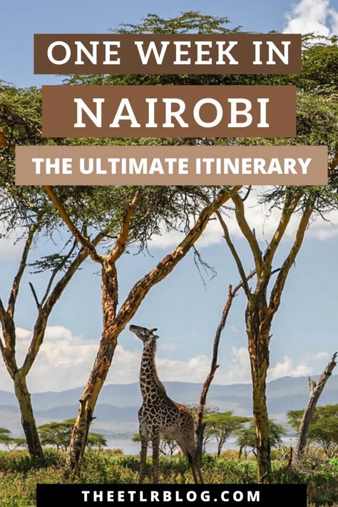 The Best of Nairobi in 7 Days - A Travel Itinerary & Guide | Magical Kenya Kenya Travel Itinerary, Trip To Kenya, Nairobi National Park Kenya, Nairobi Kenya Travel, Kenya Vacation, Kenya Itinerary, Diani Kenya, Nairobi Travel, Africa Infographic