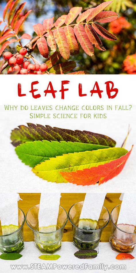 Leaves Experiment For Kids, Autumn Experiments For Kids, Leaf Experiments For Kids Science, Leaf Science Experiments Preschool, Fall Experiments For Kids, Fall Science Experiments For Kids, Why Do Leaves Change Color, Fall Science Activities, Color Science