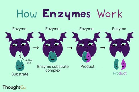 Defining an Enzyme Structure and Function Enzymes Biology, Biology Jokes, Biochemistry Notes, Biology Memes, Science Cartoons, Biology Humor, Biology Facts, Energy Activities, Ap Biology