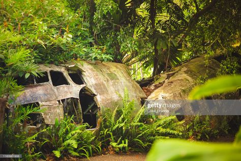 Stock Photo : Crashed plane in the rainforest Plane Crash Aesthetic, Plane Crash Photos, Crashed Plane, Plane Decor, Photo Avion, Big Fish Games, Jungle Tree, Lord Of The Flies, The Rainforest