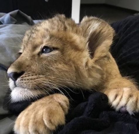 Lion Cub, Lion