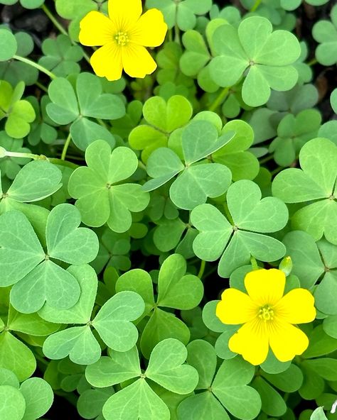 “Legend says that each leaf of the clover has a meaning: the first is for hope, the second for faith, the third for love and, if you can find a 4-leaf clover, the fourth leaf represents luck.” —Jean LeGrand Happy St. Patrick’s Day! 🍀 Anglo Gothic, 4 Leaf Clover, 4 Leaves, Top Ideas, Painting Inspo, Four Leaves, Leaf Clover, Cool Plants, Clover Leaf