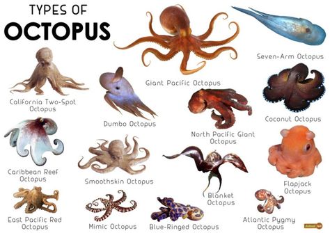 Octopus Facts, Types, Lifespan, Classification, Habitat, Pictures Different Types Of Octopus, Argonaut Octopus, Types Of Octopus, Day Octopus, Flapjack Octopus, Octopus Facts, Blanket Octopus, Mimic Octopus, Coconut Octopus