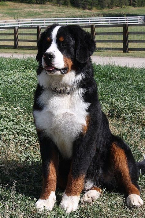 Burmese Mountain Dog Puppy, Mother Animals, Burnese Mountain Dog, Berner Dog, Burmese Mountain Dogs, Bernese Dog, Bernese Mountain Dogs, Bernese Mountain Dog Puppy, Brother From Another Mother