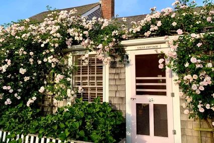 New-Dawn-Rose Pruning Climbing Roses, New Dawn Climbing Rose, White Climbing Roses, Rose Bush Care, How To Trim Roses, Rose Plant Care, Nantucket Summer, Pruning Roses, Fragrant Roses