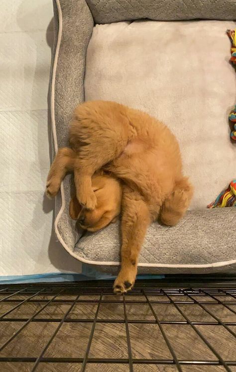 Dog Sleeping Positions, Cute Dog Videos, Sleeping Animals, Barking Dog, Sleeping Puppies, Really Cute Dogs, Super Cute Animals, Cute Animals Images, Dog Videos