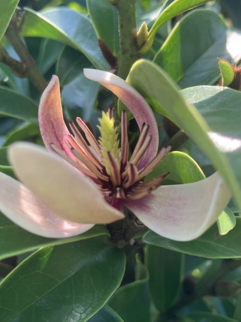 With its pinkish to ruby red, star shaped blooms and sweet banana fragrance the Steller Ruby Magnolia shrub, also known as the Banana Shrub, makes for a beautiful addition to any suitable landscape. This is an evergreen variety of magnolia that grows at a moderate pace and quickly stretches to heights between 10 and 12 feet, eventually maturing to 15 feet or greater! Banana Shrub, Flowering Shrubs Full Sun, Magnolia Shrub, Southern Living Plant Collection, Landscape Inspiration, Outdoor Plant, Flowering Shrubs, Plant Collection, Red Star