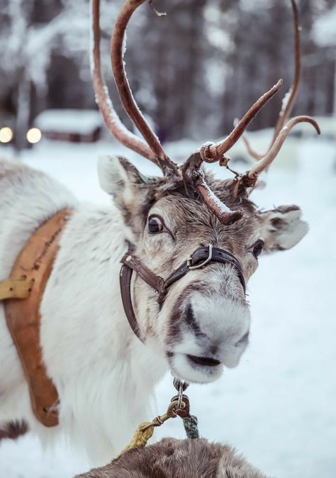 Winter Aesthetic, Winter Travel, Christmas Aesthetic, Winter Christmas, Antlers, The Snow, Animals Beautiful, Winter Wonderland, Reindeer