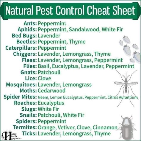 Plant Lice, Diy Bug Spray, Peppermint Plants, Natural Bug Repellent, Dr Book, Diy Pest Control, Lemon Eucalyptus, Sacred Plant, Natural Pest Control