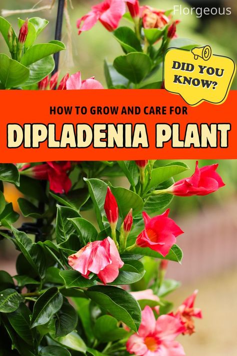 Dipladenia Plant Dipladenia Plants Care, Dipledania Plant, Dipladenia Planter Ideas, Dipladenia Plants, Landscape Boarders, Symbolic Meanings, Growing Vines, Birds And Butterflies, Plants Outdoor