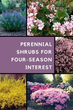 Plantarea Legumelor, Perennial Garden Plans, Garden Plan, Perennial Shrubs, Garden Shrubs, Garden Types, Landscape Garden, Landscaping Tips, Flowering Shrubs