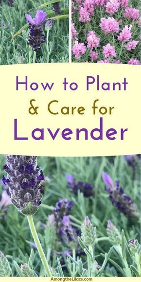 Lavender Plant Care, Grow Lavender, Lavender Plants, Growing Lavender, Lavender Garden, Garden Types, Lavender Plant, Garden Care, Black Eyed Susan