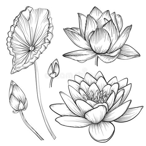 Water Lily Drawing, Lotusblume Tattoo, Lotus Drawing, Water Lily Tattoos, Lilies Drawing, Kunst Tattoos, Lotus Flower Art, Lotus Art, Flower Sketches