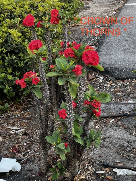 Crown Of Thorns Plant, The Crown Of Thorns, Plant Zones, Zone 10, Red Crown, Flower Plants, Zone 9, Dream Pools, Crown Of Thorns