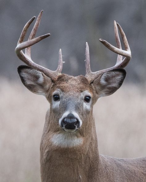 Deer Reference Photo, White Tail Deer Antlers, Deer Close Up, Deer Woman, White Tail Deer Photography, Deer Reference, White Tailed Deer, Whitetail Deer Reference Photos, Deer Ears