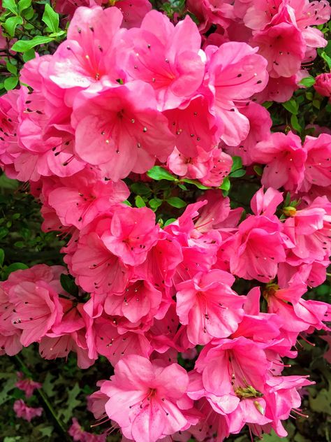 Pink Azalea Bush, Azalea Flower, Digital Photography, Digital Download by gingerandacd on Etsy Azalea Wallpaper, Hibiscus Wallpaper, Flower Reproduction, Flower Landscaping, Azalea Color, Azalea Bush, Flowers Market, Hd Flowers, Azalea Flower