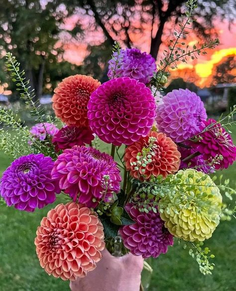 Dahlia Society | Dahlias 😍😍🌺 . . Credit : @darcys_dahlias << please visit these account too for more beautiful & amazing dahlias collection. . . . #dahlia… | Instagram Zinnia Queen Lime, Lime Zinnia, Dahlia Society, Front Garden Landscape, Dahlias Garden, Bloom Where You Are Planted, Green Dragon, Yes Please, Front Garden