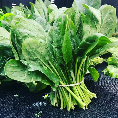 3 Fast-Growing Hydroponic Plants - Dengarden Spinach Benefits, Growing Spinach, Spinach Seeds, Spinach Smoothie, Leafy Vegetables, Leafy Greens, Vegan Diet, Garam Masala, Gnocchi