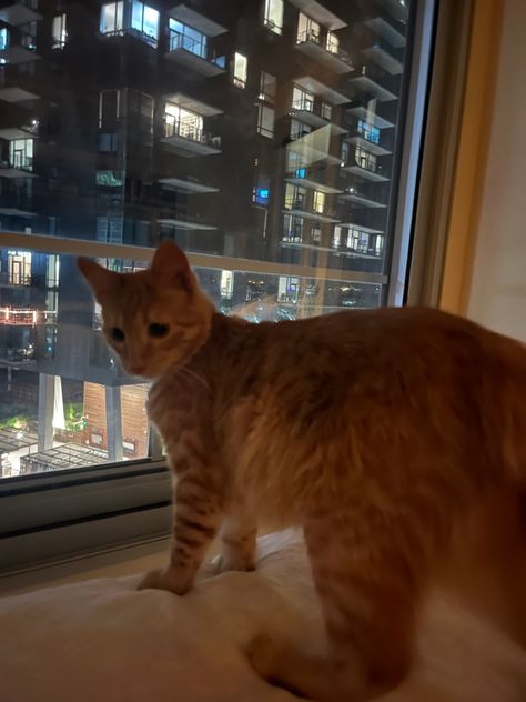 Cats And Apartments, Cats In An Apartment, Cats In New York, City Cat Aesthetic, Cats In Apartments, Cat In Apartment, Rich Apartment, City Bed, 20s Aesthetic