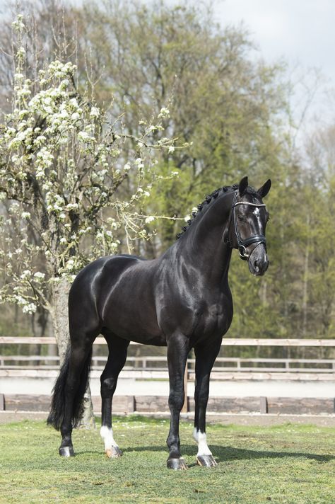 Black Mare Horse, Jet Black Horse, Black Dutch Warmblood, Thoroughbred Horse Black, Black Warmblood Horse, Black Dressage Horse, Fresians Horses Aesthetic, Black Horses Aesthetic, Black Horse Pictures