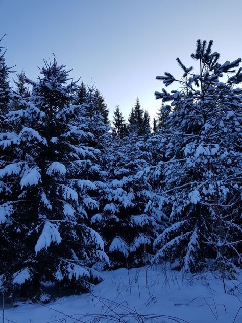 Clear Winter Aesthetic, Blue Winter, Blue Snowy Aesthetic, Icy Forest Aesthetic, Snowy Forest Aesthetic, Snowy Pine Trees Aesthetic, Frozen Snow, Sky New, Navy Christmas