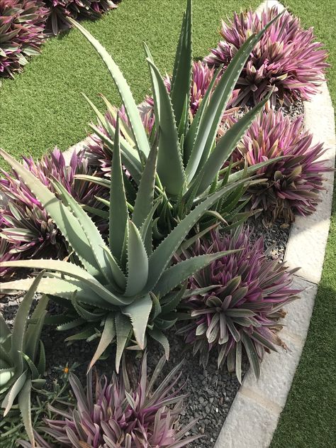 Aloe Vera Landscaping, Aloe Plants Landscaping, Aloe Landscaping Front Yards, Large Pot With Succulents, Aloe Vera Landscape, Aloe Vera Garden Ideas Landscape Design, Aloe Vera Landscape Design, Aloe Garden Ideas, Aloe Garden Landscaping