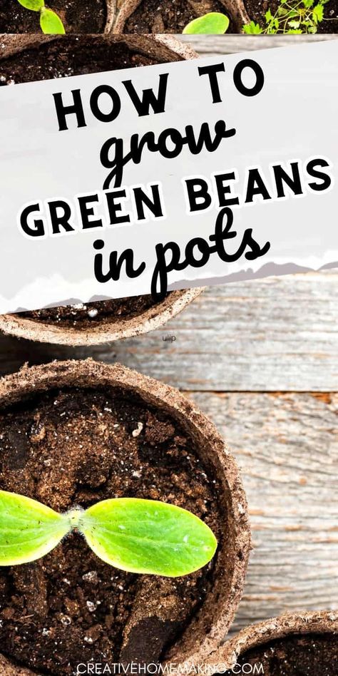 Explore innovative container gardening ideas with our tips for growing delicious green beans in pots. Start your own urban garden today! Growing Green Beans Indoors, Green Bean Garden, Planting Green Beans, Green Beans Garden, Grow Green Beans, Bean Garden, Delicious Green Beans, Growing Green Beans, Container Gardening Ideas