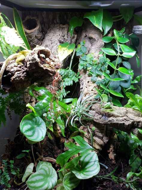 Reptile Vivarium, Crested Gecko Terrarium Ideas Diy, Crested Gecko Vivarium Ideas, Terrarium Crested Gecko, Crested Gecko Setup, Crested Gecko Tank Ideas, Tokay Gecko Enclosure, Day Gecko Terrarium, Crested Gecko Habitat Ideas