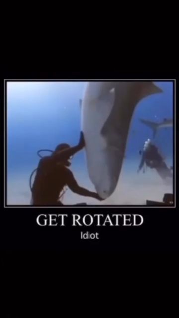 Get Rotated Shark, Silly Sharks, Shark Stuff, Shark Pictures, Sharks Funny, Shark Art, Shark Lover, Silly Photos, Shark Fishing