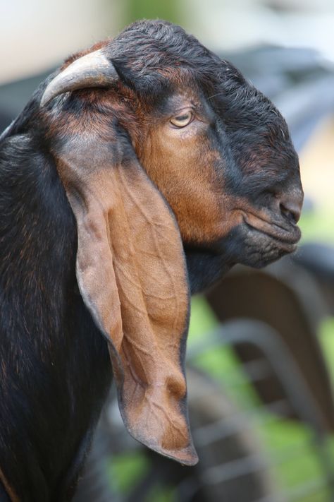 Jamnapari Goat, Animals Wallpaper Aesthetic, Goat Image, Goat Ears, Indian Goat, Cute Animals Wallpaper, Wallpaper Aesthetic Nature, Goat Photo, Goat Pictures