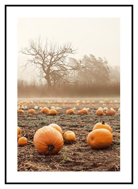 Photo art print of a bunch of orange pumpkins on a foggy field. Celebrate the beauty of autumn with this print and fill your home with rustic charm.  The poster has a printed white margin that frames the design. Foggy Field, Gold Gallery Wall, Pumpkin Field, Gallery Wall Inspiration, Poster Store, Holiday Poster, Inspiration Wall, Pumpkin Orange, Reference Photos