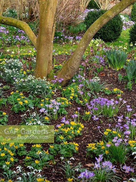 Mass of Crocus, Galanthus - Snowdrop - and Eranthis hyemalis - Winter Aconite - under tree stems Crocus Field, Crocus Garden, Eranthis Hyemalis, Winter Aconite, Shady Garden, Shade Garden Design, Spring Gardens, Tree Stem, Spring Scenery